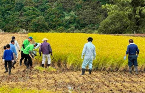 稲刈り作業に向かう参加者たち