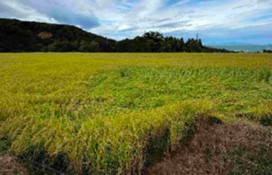 収穫を迎えた黄金色の棚田