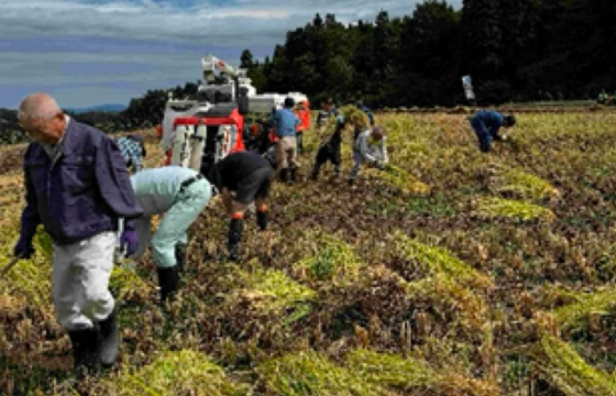 山間部での手作業による稲刈りの様子